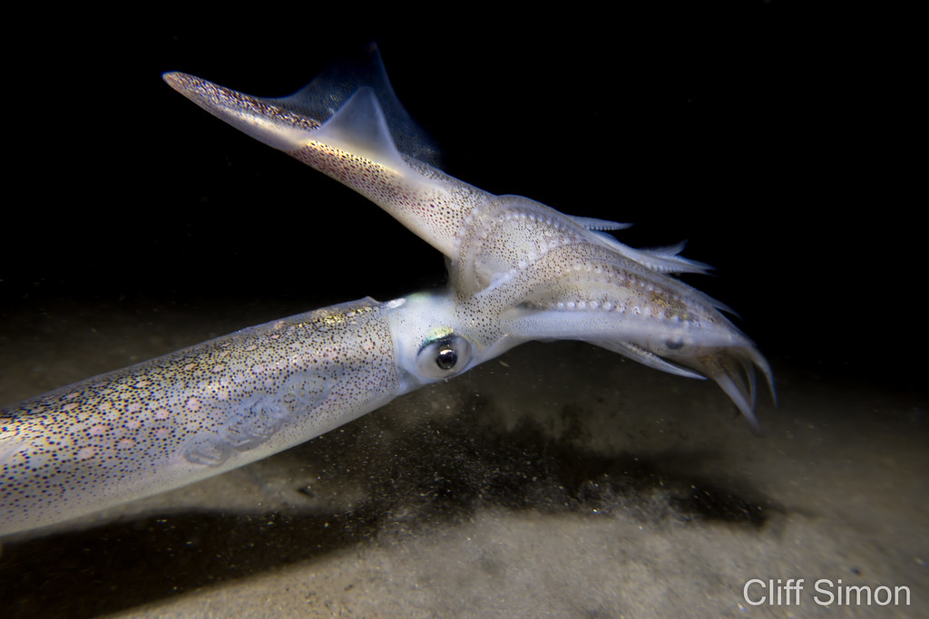 Market Squid, Loligo opalescens