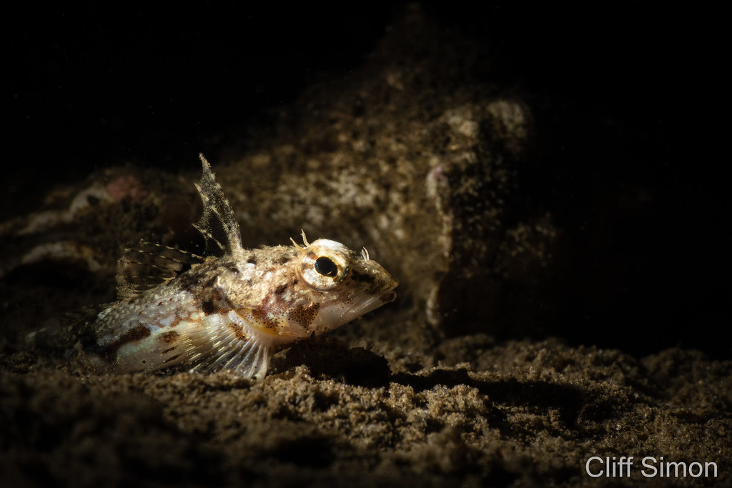 Roughback Sculpin, Chitonus pugetensis