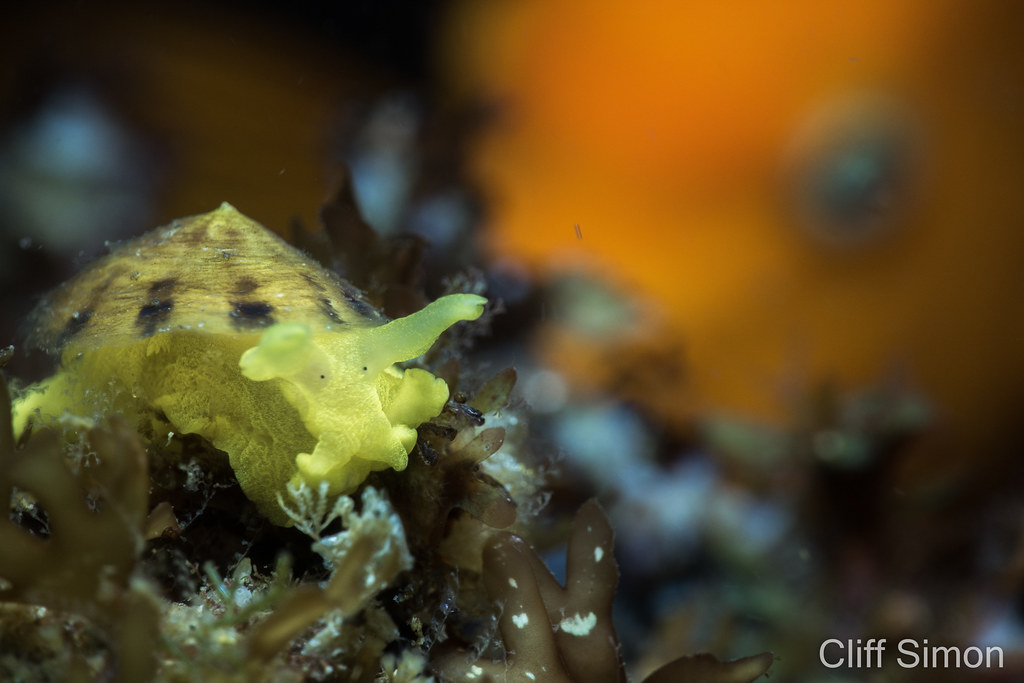 A garibaldi keeps a close eye on me photographing this mushroom sidegill. Garibaldi, Hypsypops rubicundus, Mushroom Sidegill, Tylodina fungina
