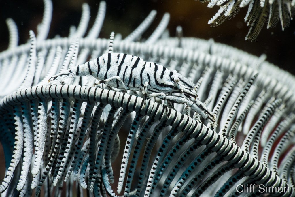 Ambon Crinoid Shrimp