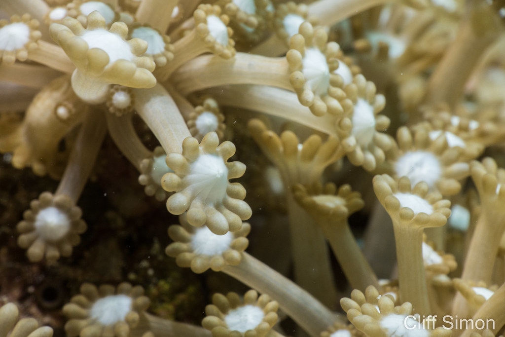 Flowerpot Coral