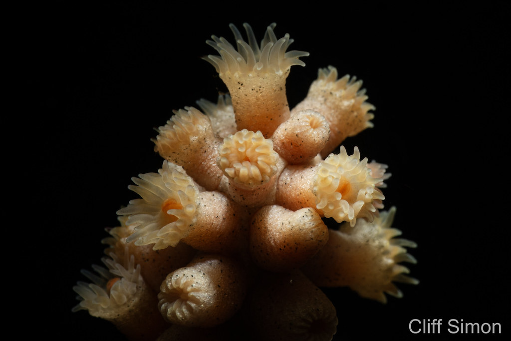 Yellow Zoanthid, Savalia lucifica