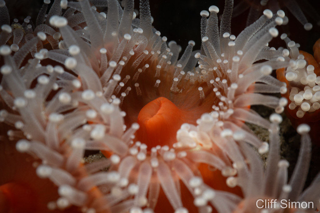Strawberry Anemone, Corynactis californica