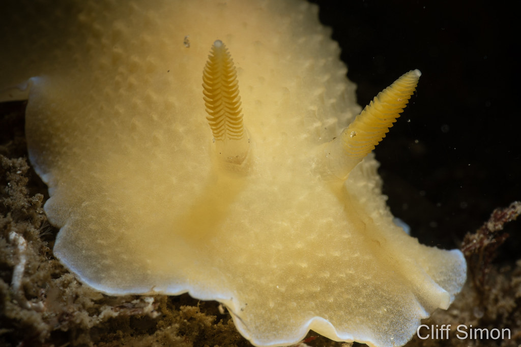 Nudibranch, Spalding's Dorid, Doriopsilla spaldingi