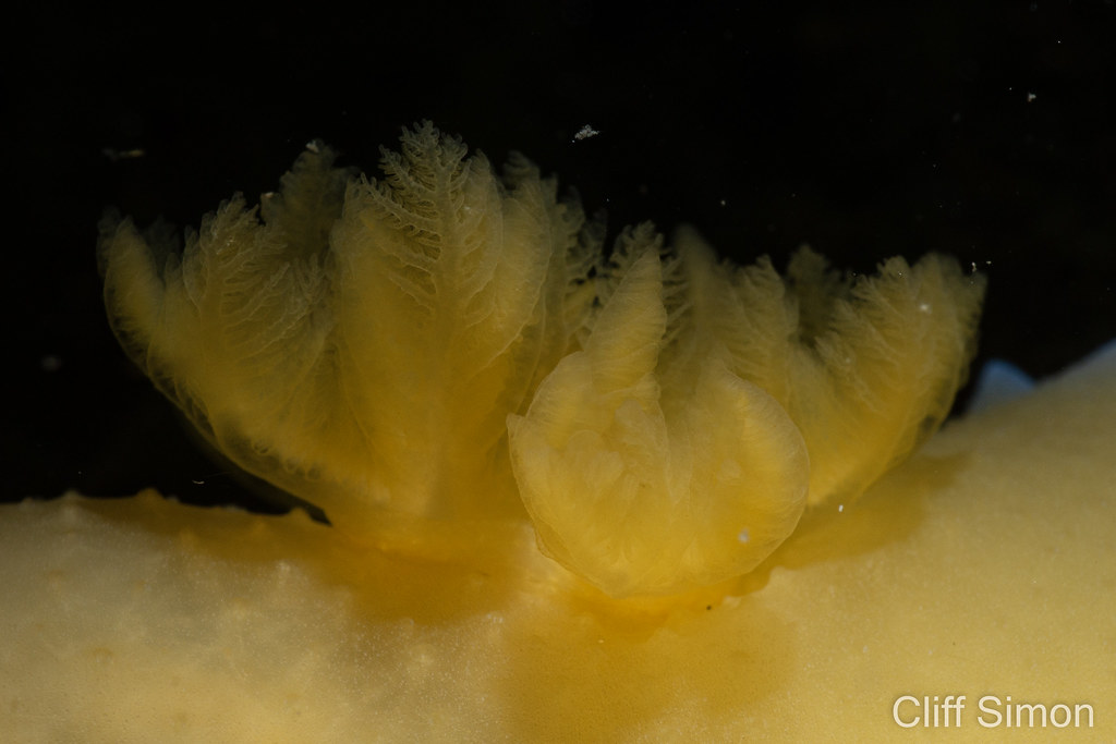 Nudibranch, Spalding's Dorid, Doriopsilla spaldingi