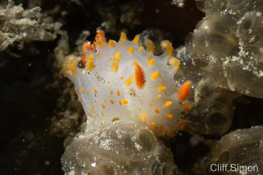 Clown Dorid, Tiopha Catalinae, Nudibranch