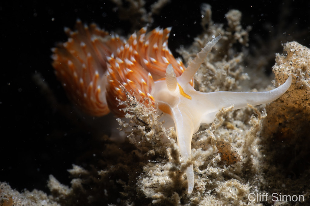 Nudibranch, Opalescent Nudibranch, Hermissenda opalescens