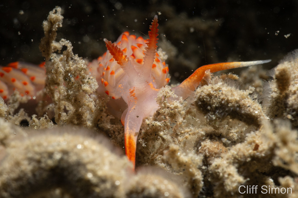 Nudibranch, Stearns' Aeolid, Austraeolis stearnsi