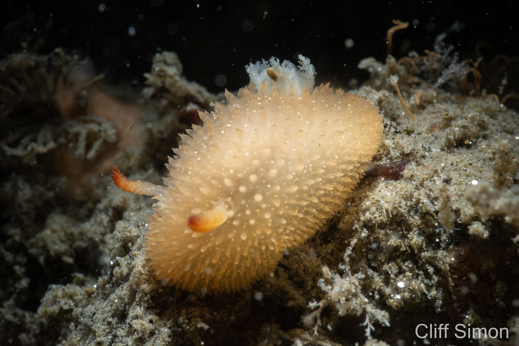 Nudibranch, Orange-peel Doris, Acanthodoris lutea