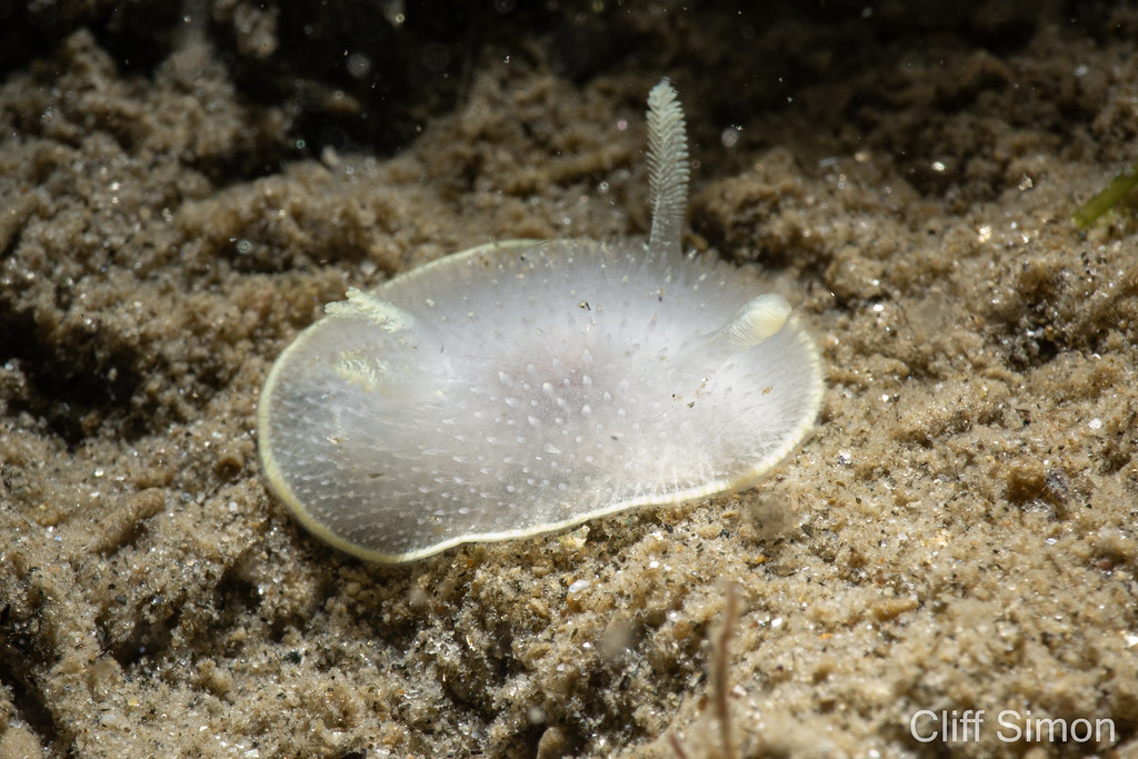 Hudson's Horned Dorid, Acanthodoris hudsoni, Nudibranch