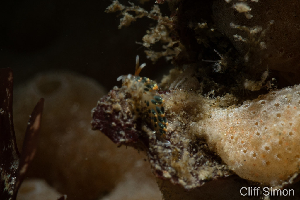 Wasn't even sure what this was until I looked at the photo back home. To my surprise, a nudi haven't seen before!. Nudibranch, Yellowhead Aeolid, Diaphoreolis flavovulta