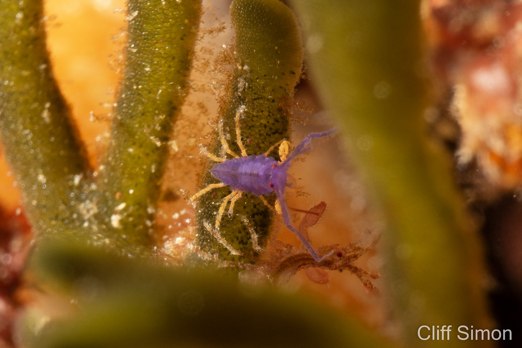 Nudibranch Mimicking Amphipod, Podocerus cristatus