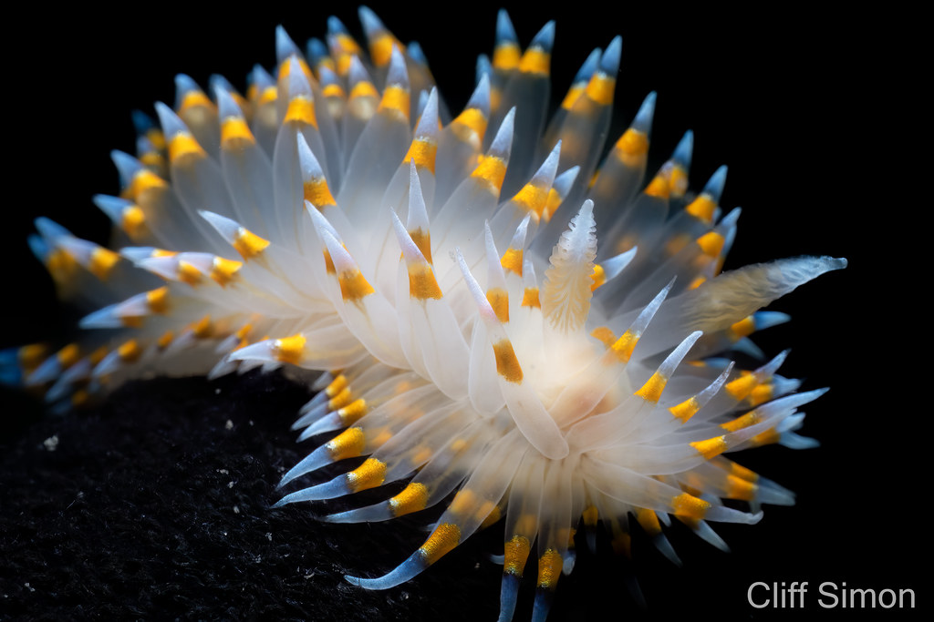 Cockscomb Nudibranch, Antiopella barbarensis, Nudibranch, Santa Barbara Janolus