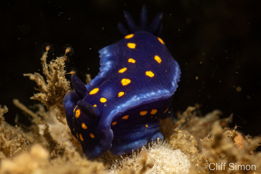 California Chromodorid, Felimare californiensis, Nudibranch