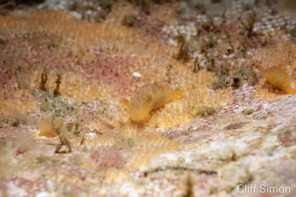 Nudibranch, Spotted Dorid, Triopha maculata