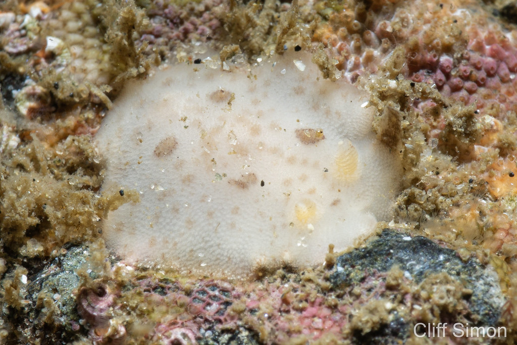Diaulula aurila, Nudibranch