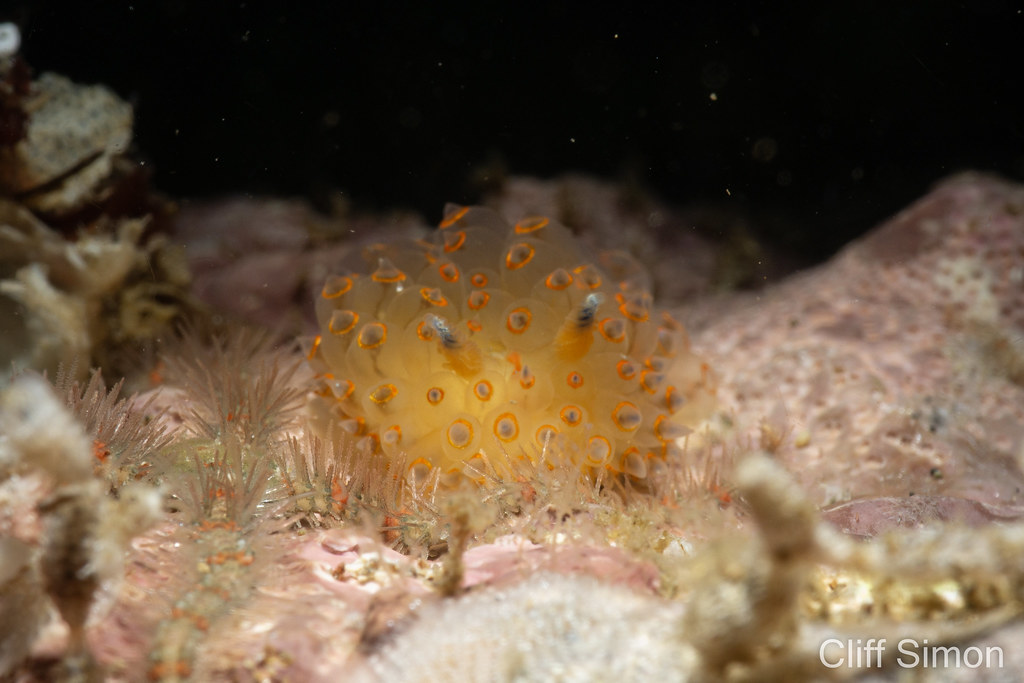 Cockscomb Nudibranch, Antiopella barbarensis, Nudibranch