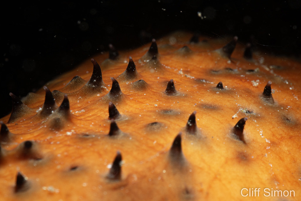 Warty Sea Cucumber, Parastichopus parvimensis
