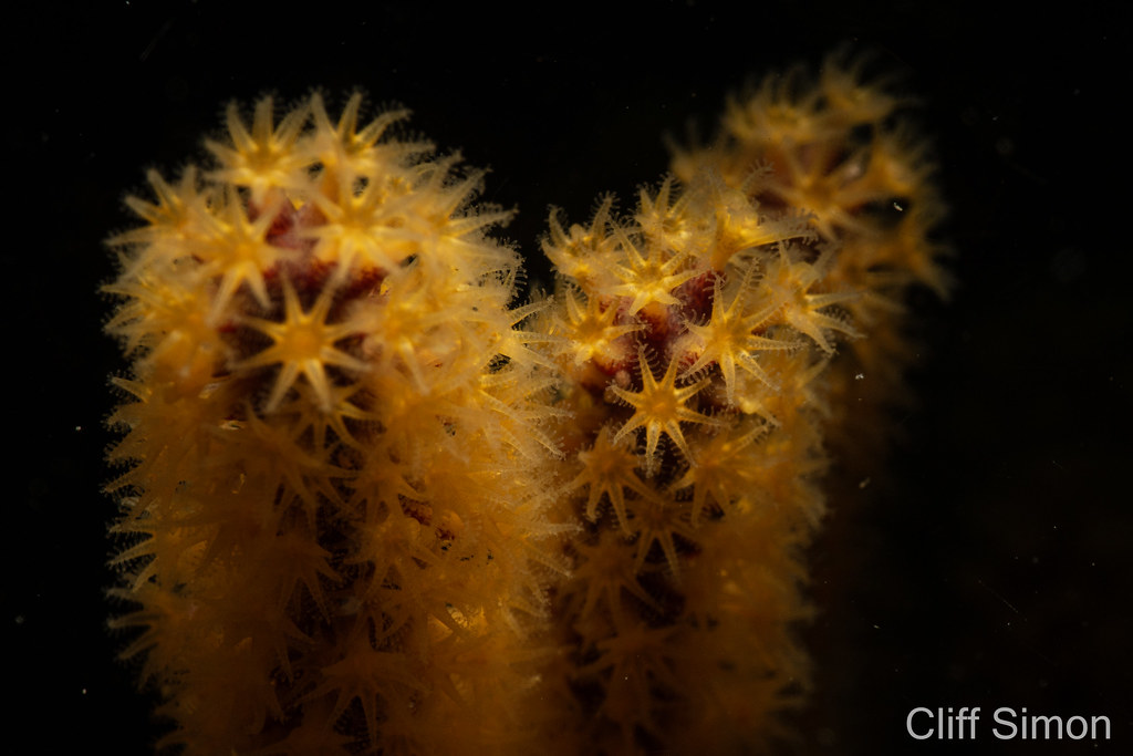 California Golden Gorgonian, Muricea californica