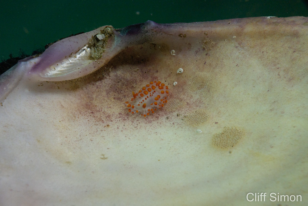 McDonald's Dorid, Limacia mcdonaldi, Nudibranch