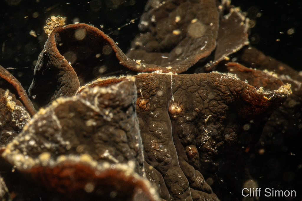 HUGE black seahare, this is a small section of the furls on its back. Black Seahare, Aplysia vaccaria