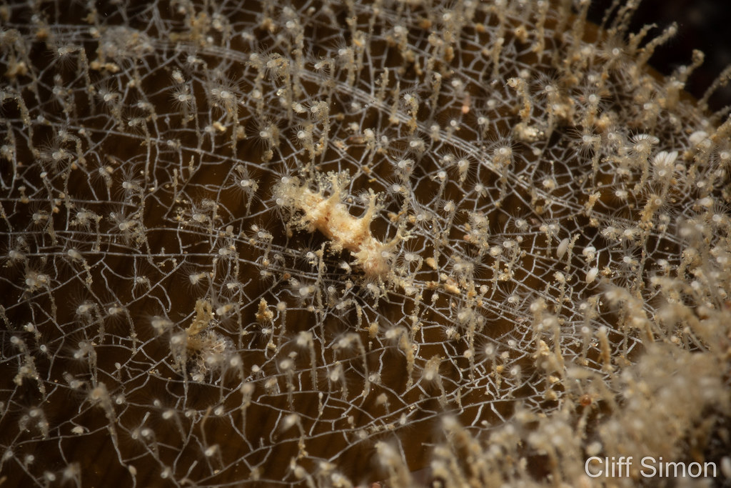 Branched Dendronotid, Dendronotus venustus, Nudibranch