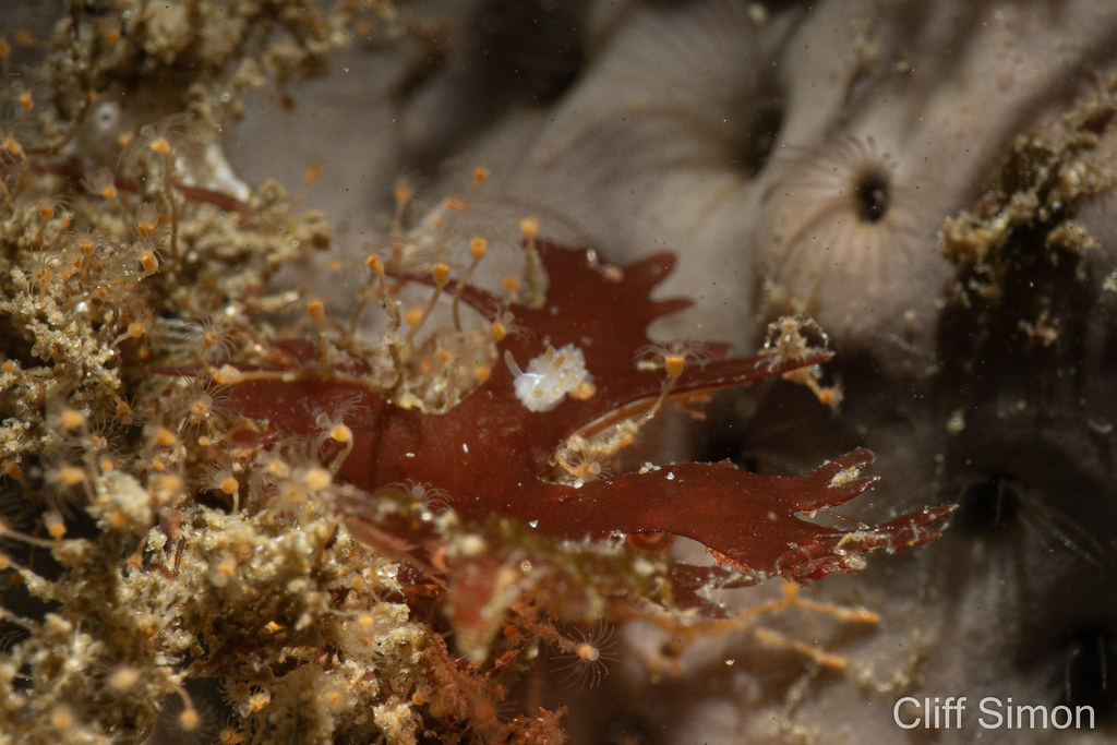Probably one of the tiniest nudi's I've photographed. Thought it was a Price's aeolid originally, but now leaning towards this being a Cooper's aeolid. Shaw's has a ton of Three-lined aeolid and I've never seen a Cooper's there, so this could very well be a Three-lined aeolid.. Cooper's Aeolid, Coryphella cooperi, Nudibranch
