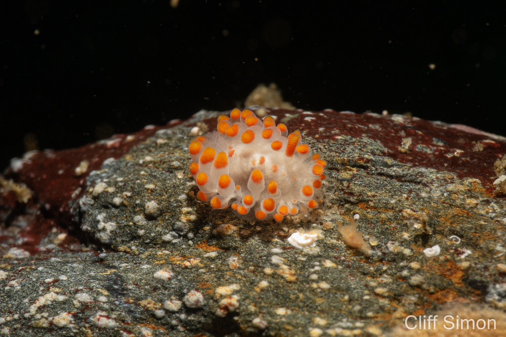 McDonald's Dorid, Limacia mcdonaldi, Nudibranch