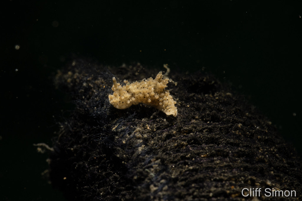 Salt and Pepper Doris, Aegires albopunctatus