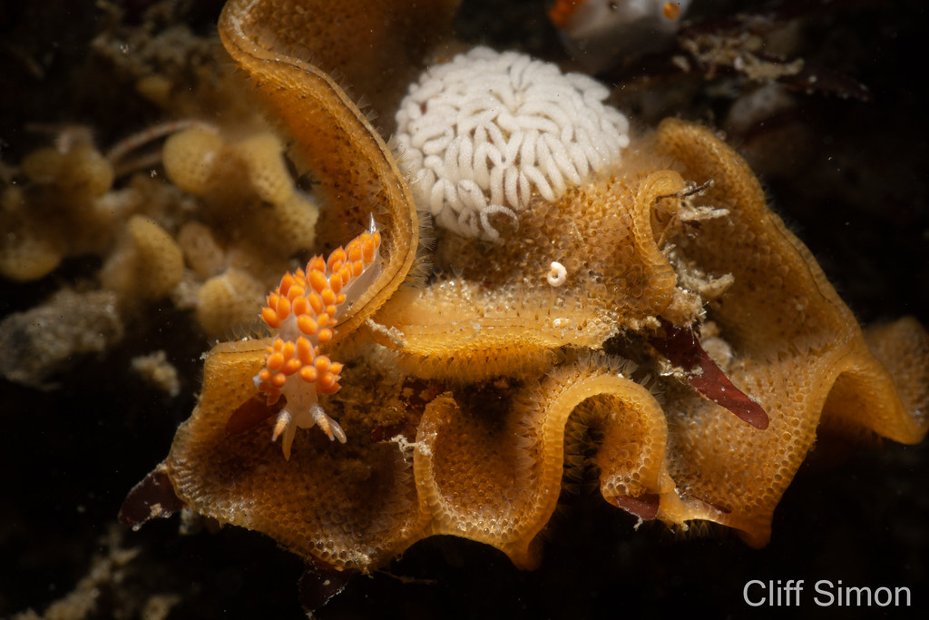 Nudibranch, Three-lined Aeolid, Coryphella cf. trilineata