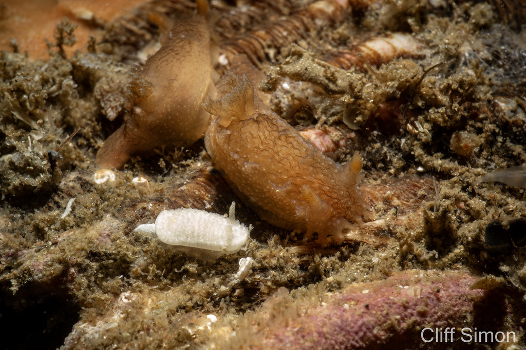 Nudibranch, Ridge-tailed Dorid, Diaphorodoris lirulatocauda, Spotted Dorid, Triopha maculata
