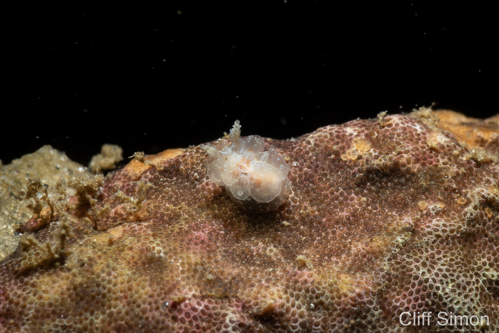 Got excited that I found a new nudi species that I haven't seen before. Turns out it's a dirona picta. Nice coloring on this one, the one's I've seen before are all brownish. Colorful Dirona, Dirona picta, Nudibranch