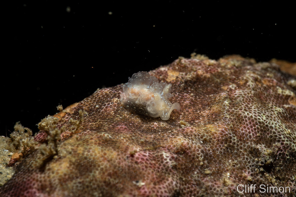 Another angle of the dirona picta. Colorful Dirona, Dirona picta, Nudibranch