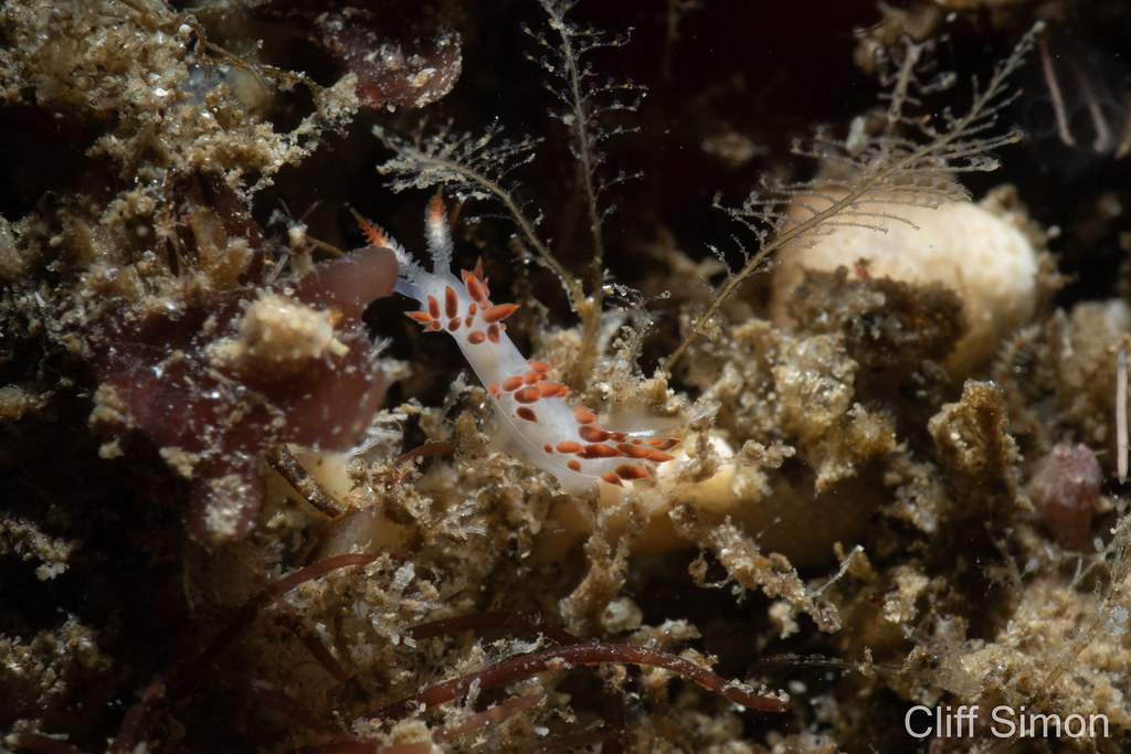 Thought this one was a red-headed aeolid. Nope, just one of the billion three-lined aeolids that scatter the reef. Nudibranch, Three-lined Aeolid, Coryphella cf. trilineata