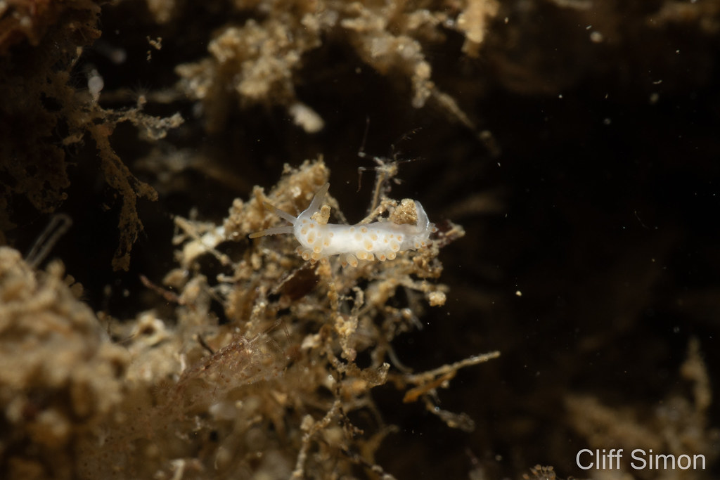 Couldn't tell what this was originally. It is, of course, just another three-lined aeolid. Nudibranch, Three-lined Aeolid, Coryphella cf. trilineata
