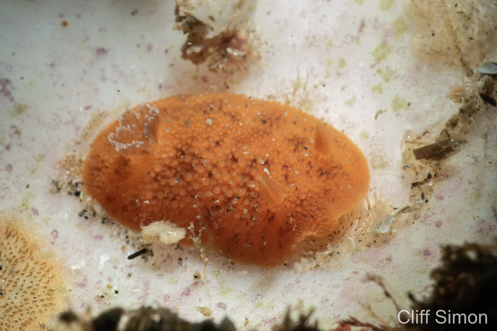 A rare find at Shaws! A very orange noble dorid. What is up with so many nudi species at Shaws having a deep orange or brownish tint to them?. Noble Dorid, Peltodoris nobilis, Nudibranch