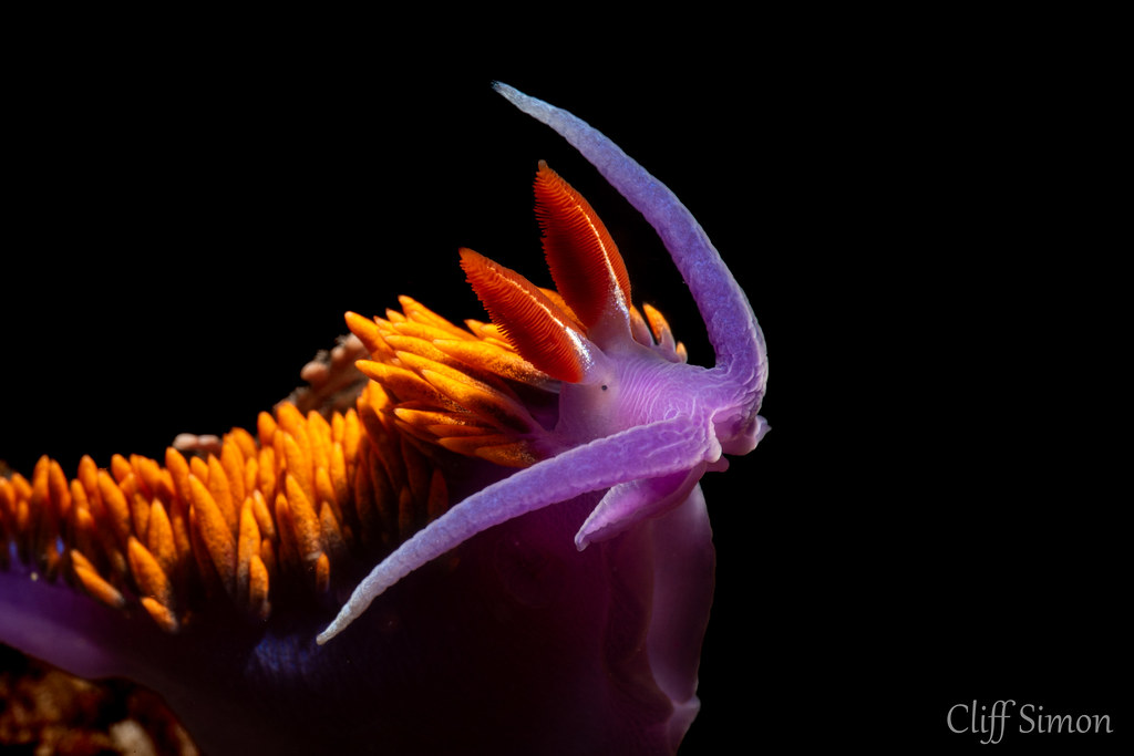Nudibranch, Spanish Shawl, Flabellina Iodinea