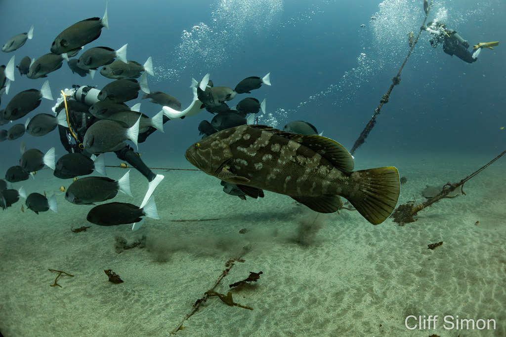 Longtooth Grouper