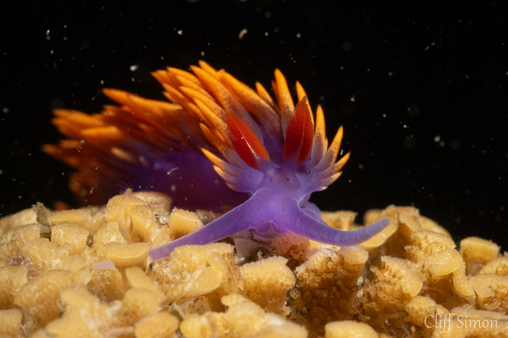 Nudibranch, Spanish Shawl, Flabellina Iodinea