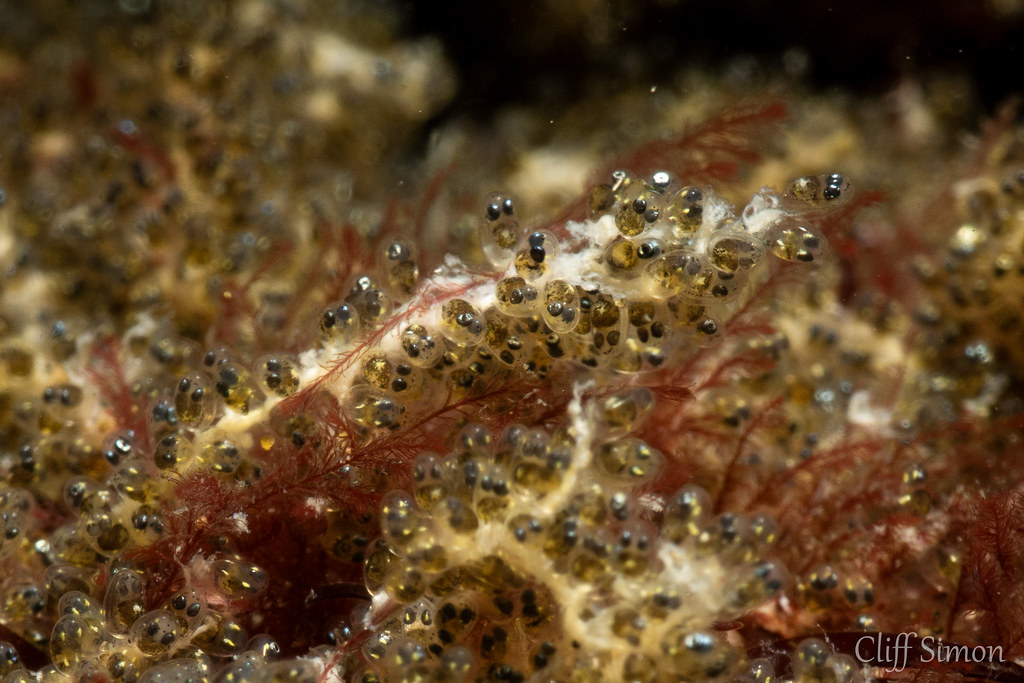 A bunch of Garibaldi eggs. This patch was notably less orange/yellow than I normally see. Possibly the color fades as the eggs start to develop more. Are the two black circles in each egg.. eyes?. Garibaldi, Hypsypops rubicundus