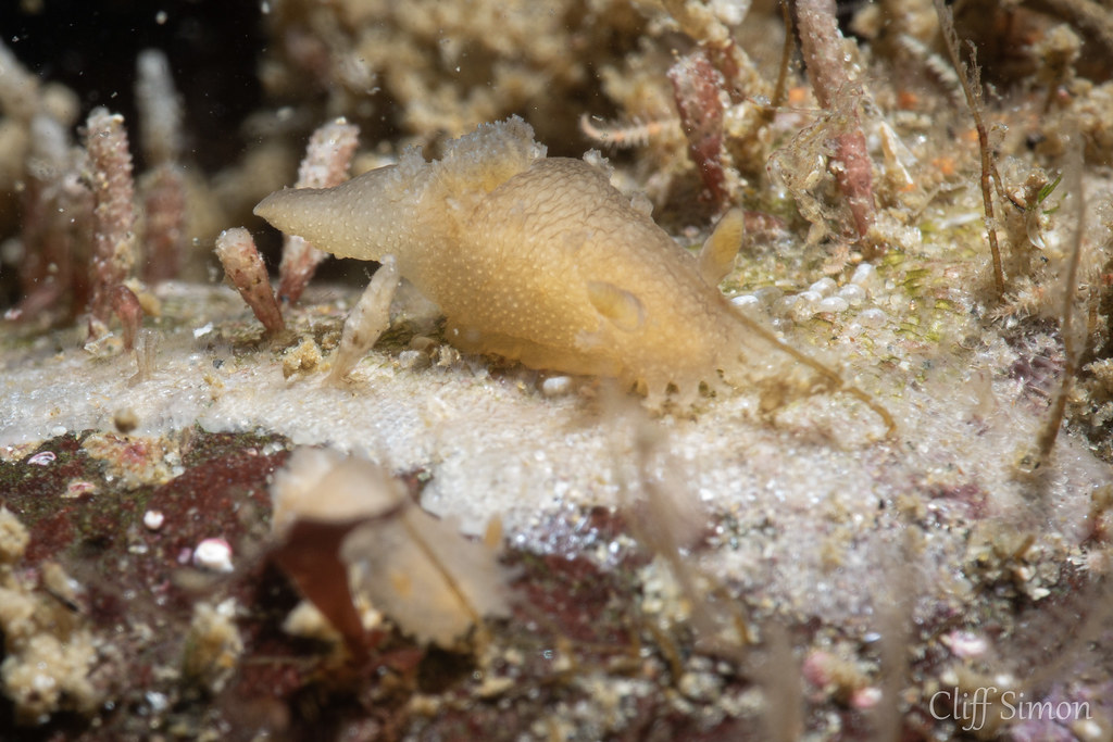 Could be triopha occidentalis. But even the book says it isn't sure they're a separate species. So for now I'll continue categorizing these as maculatas. Nudibranch, Spotted Dorid, Triopha maculata