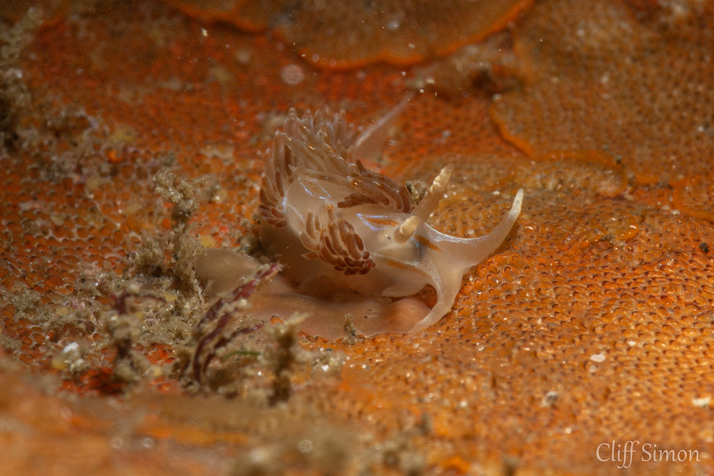 Note the flatworm right next to the nudi. Nudibranch, Opalescent Nudibranch, Hermissenda opalescens