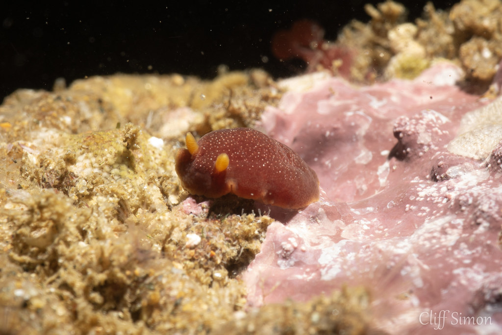 Nudibranch, White-spotted Dorid, Doriopsilla albopunctata