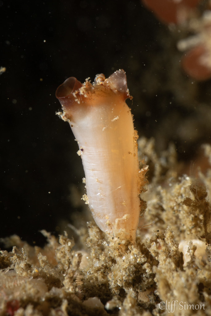 Long-stalked Sea Squirt, styela montereyensis