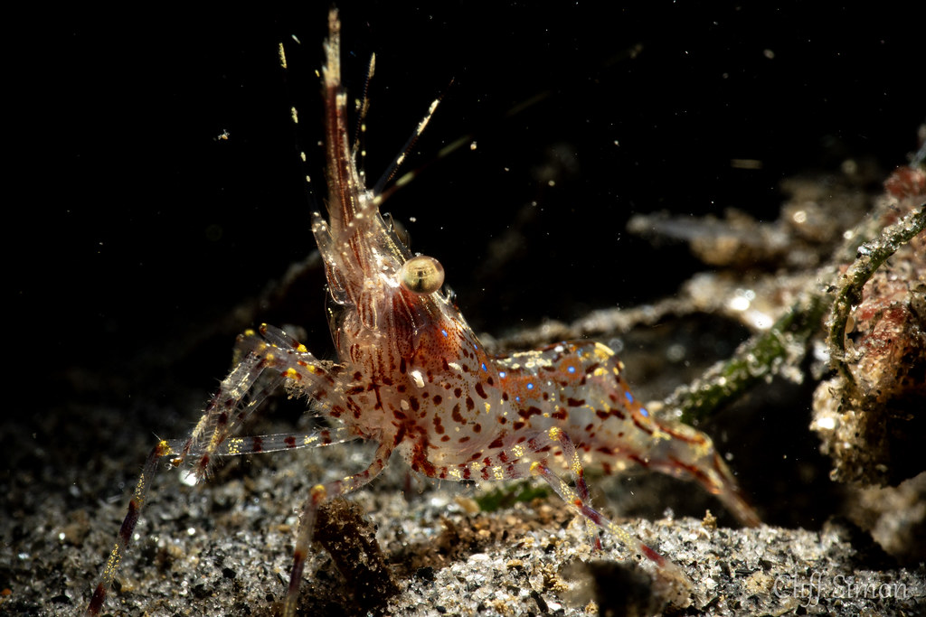 Coonstripe Shrimp, Pandalus gurneyi