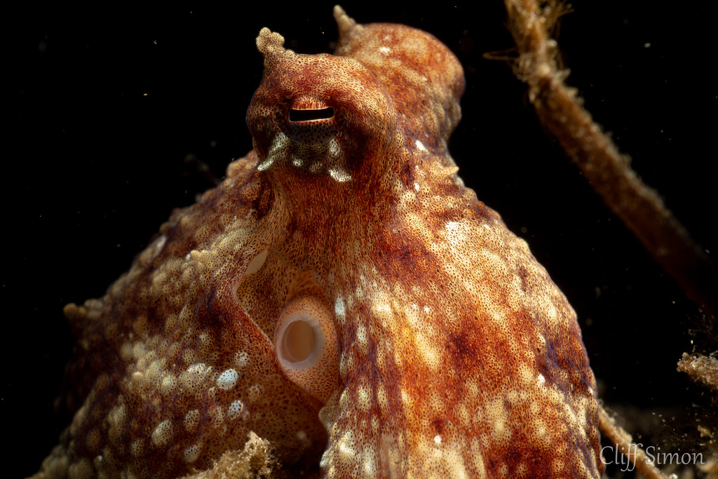 East Pacific Red Octopus, Octopus rubescens