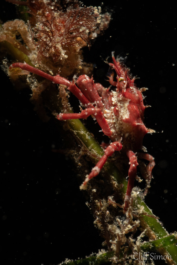 Cryptic Kelp Crab, Pugettia richii