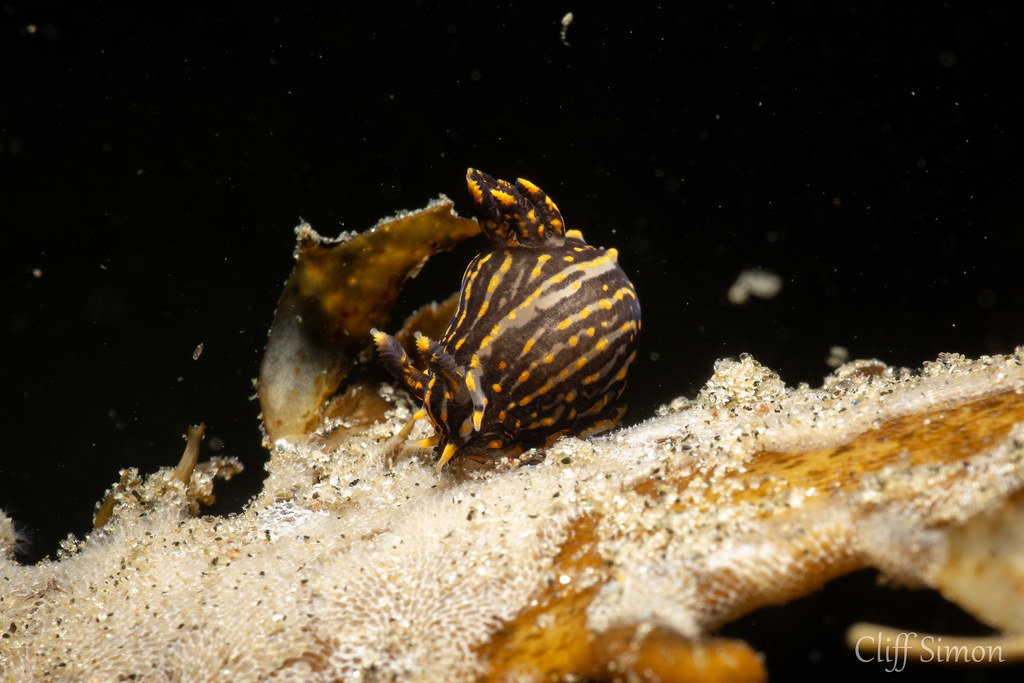 Nudibranch, Sorcerer's Dorid, Polycera atra