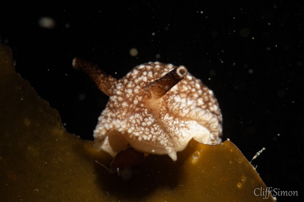 California Pleurobranchus, Pleurobranchaea californica