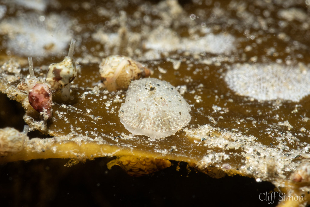 Nudibranch, Pacific Corambe, Corambe pacifica